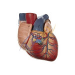 Heart 3/4 Natural Size Two Piece Model